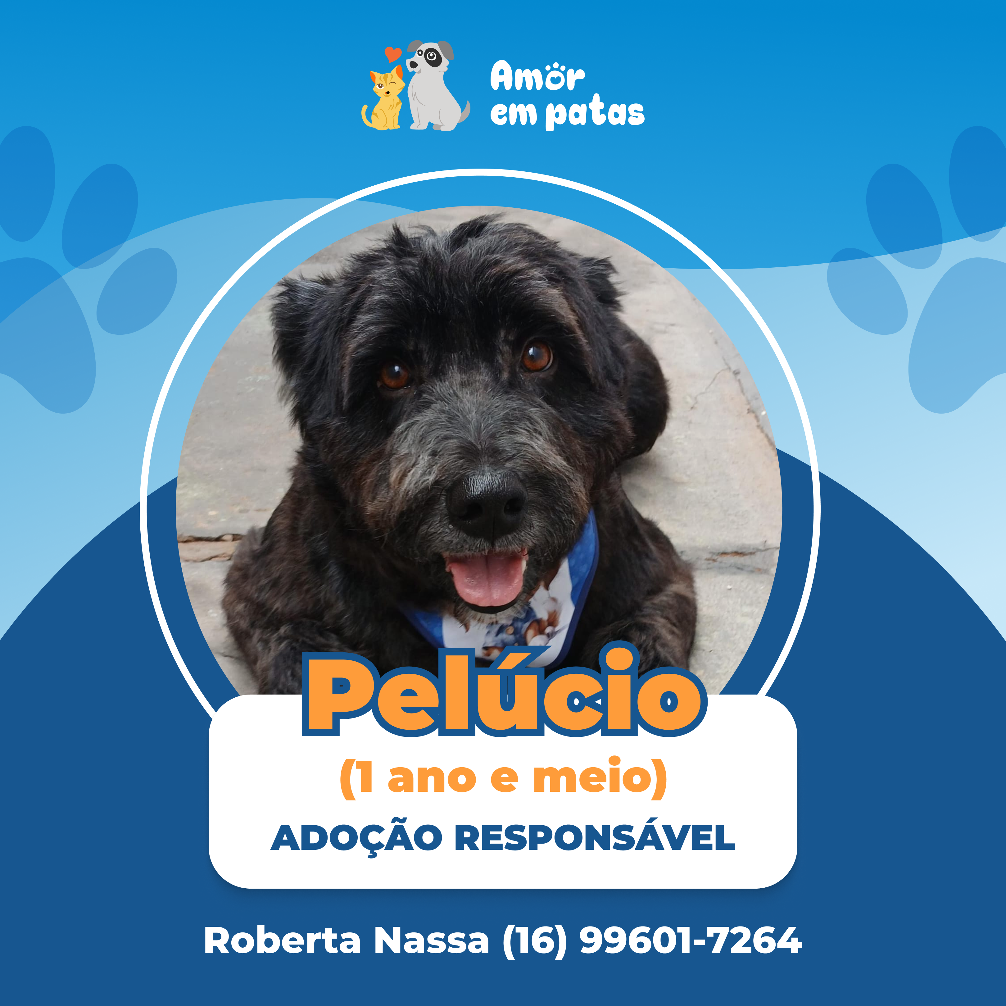 Pelucio